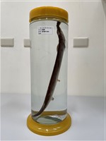 藏品(扁鶴鱵)的圖片